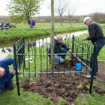 Plaatsen van het hekwerk om de koningslinde 