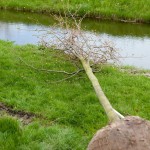 De linde, vlak voor de planting